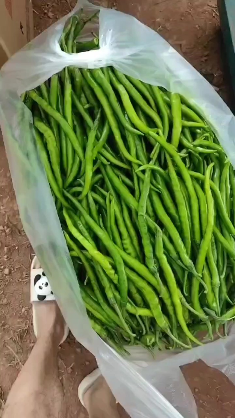 二荆条