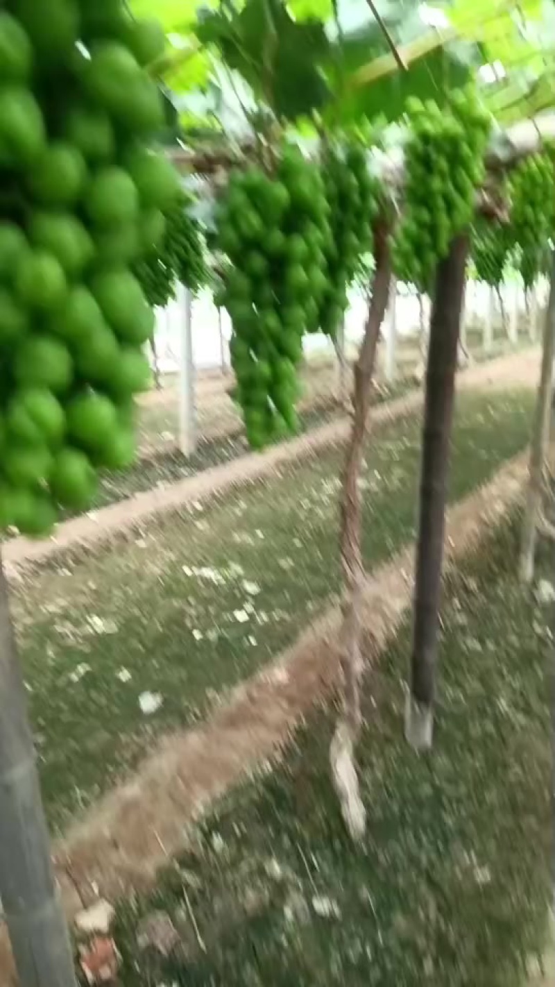 葡萄
