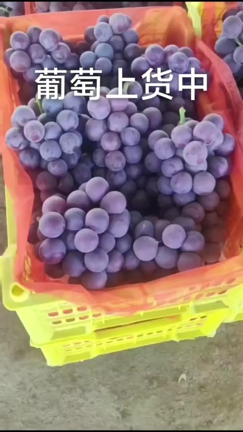 葡萄