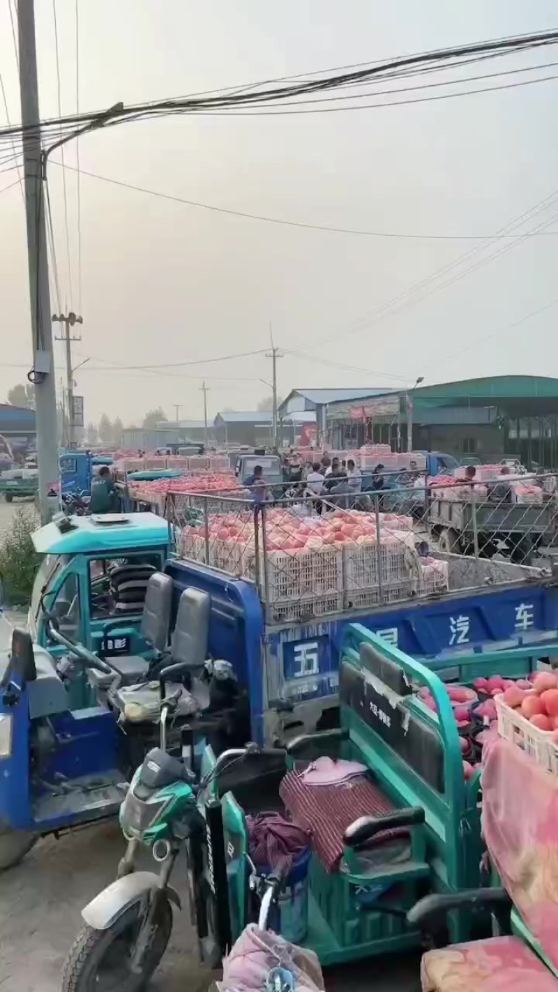 葡萄