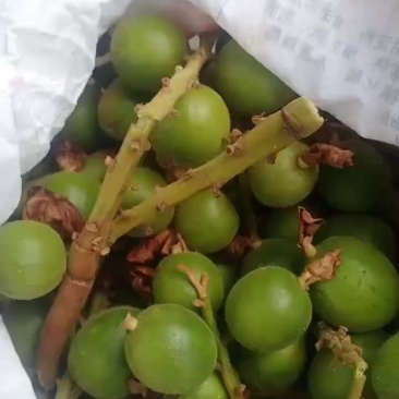 草蔻