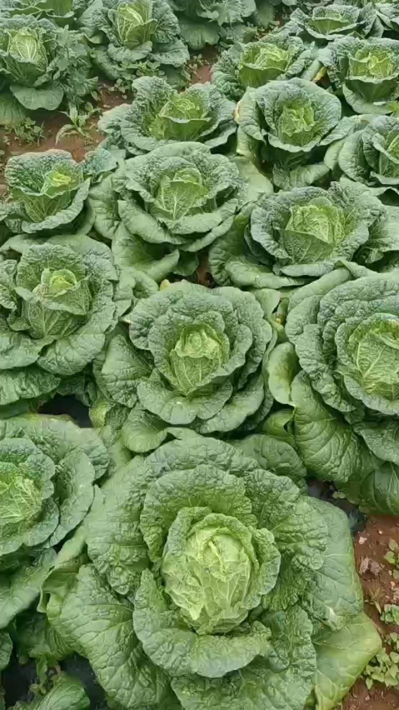 高原白菜，有精品货，市场货，工厂货，有需要老板Q我随时为