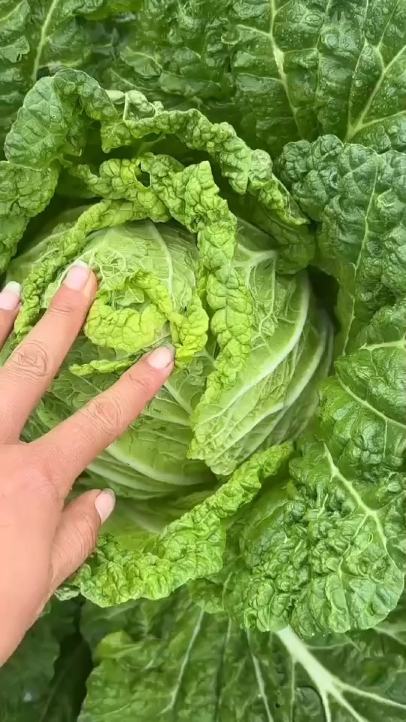 高原白菜，有精品货，市场货，工厂货，有需要老板Q我随时为