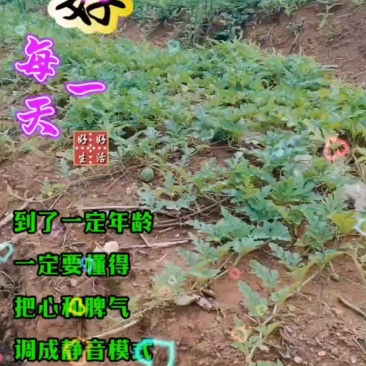 西瓜