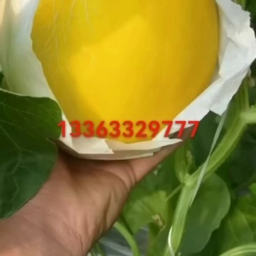 久红瑞