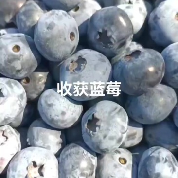 蓝莓18+15+