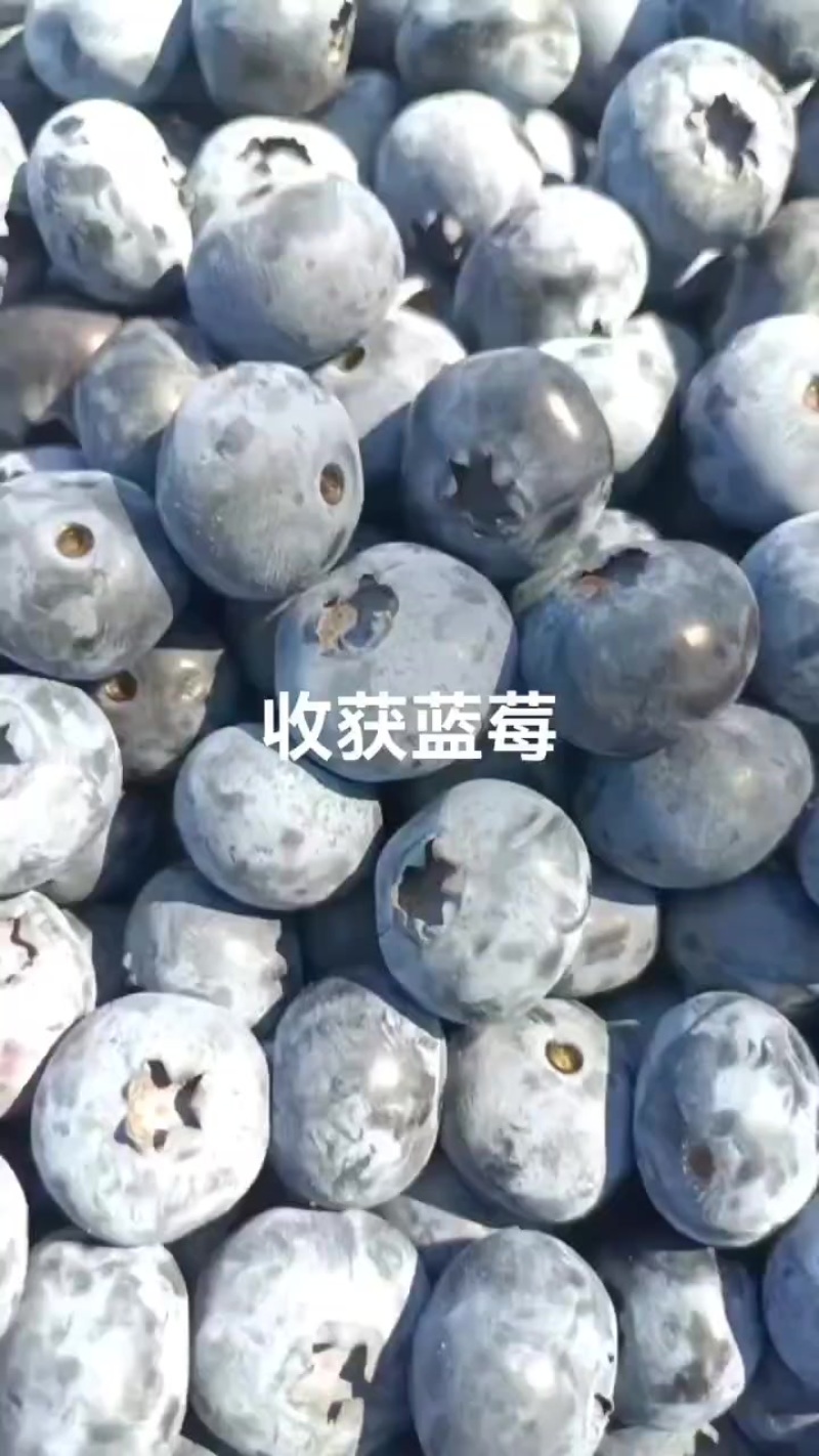 蓝莓18+15+