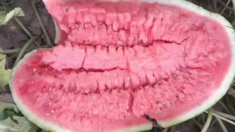 双红金城5
