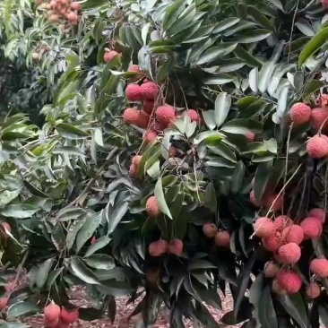 荔枝桂味