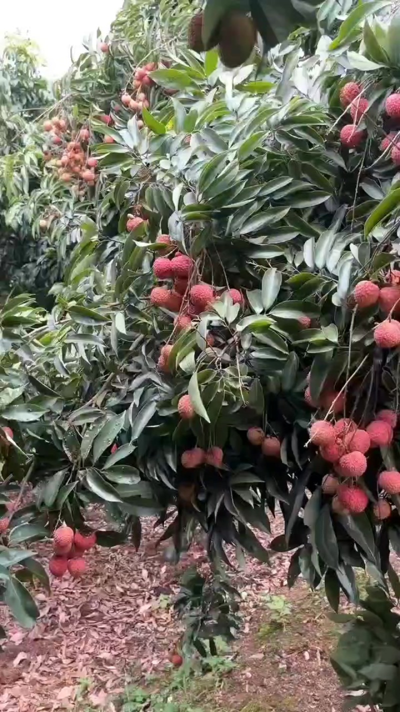 荔枝桂味