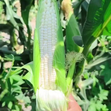 甜加糯玉米