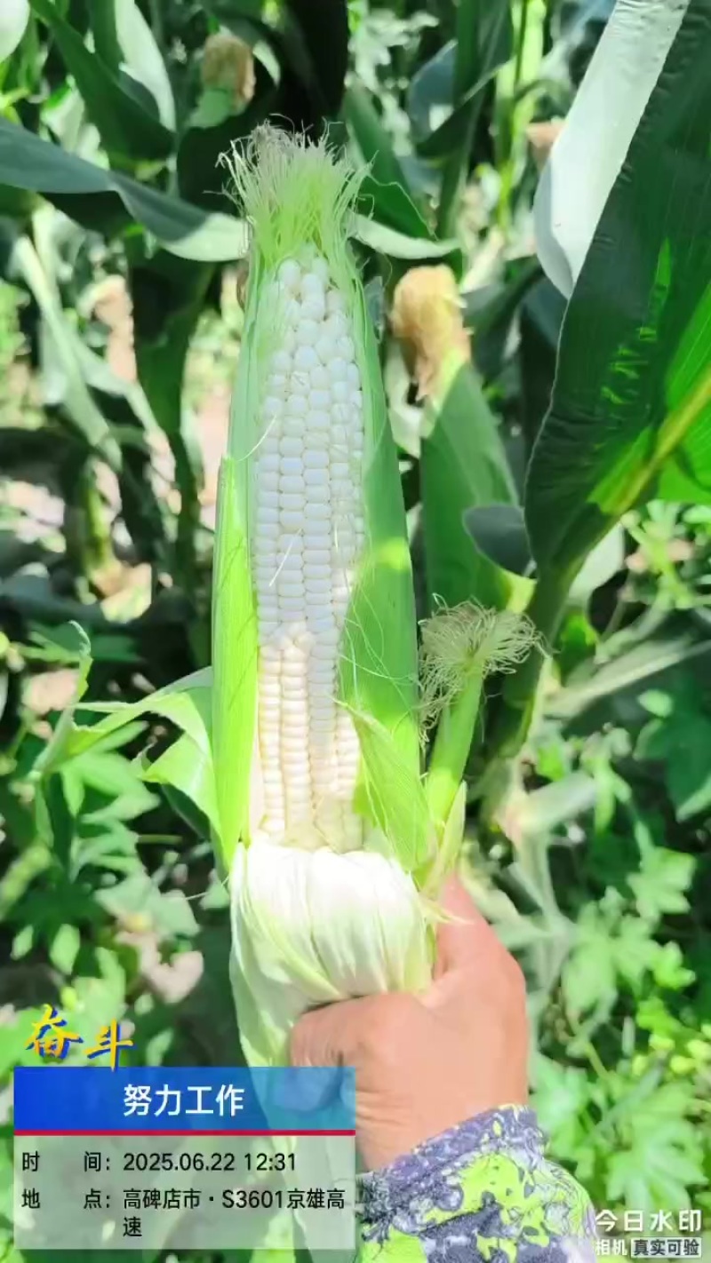 甜加糯玉米