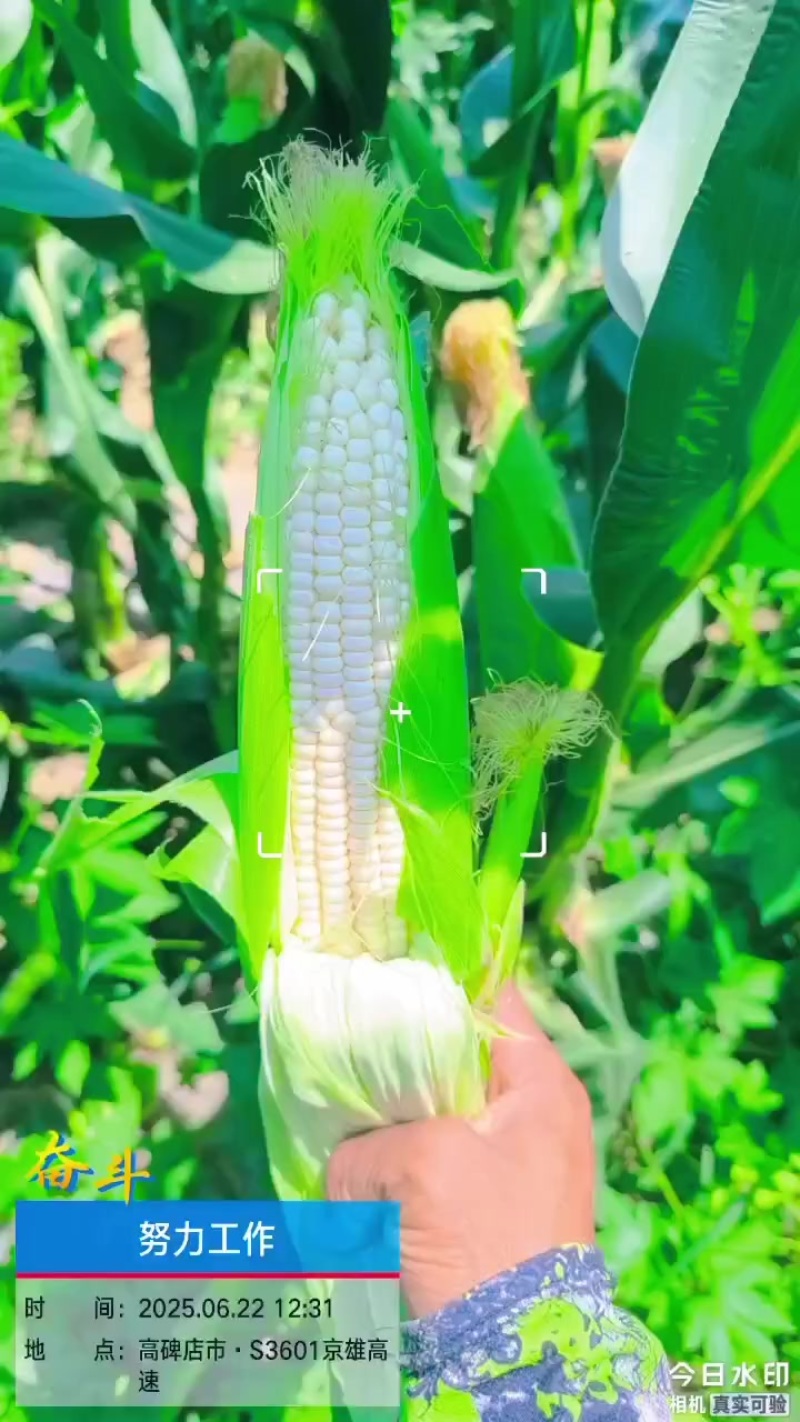 甜加糯玉米