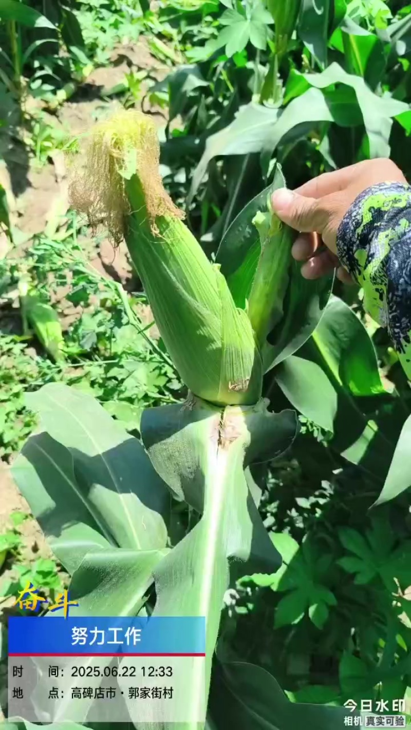 甜加糯玉米