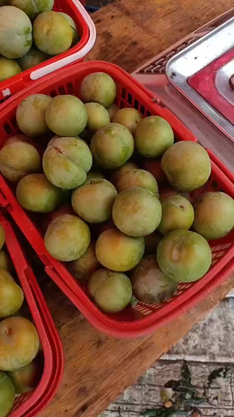 蜂糖李
