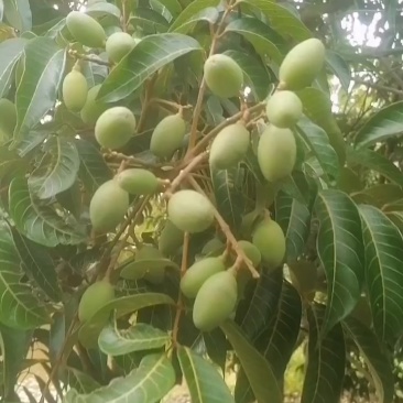 新鲜青橄榄