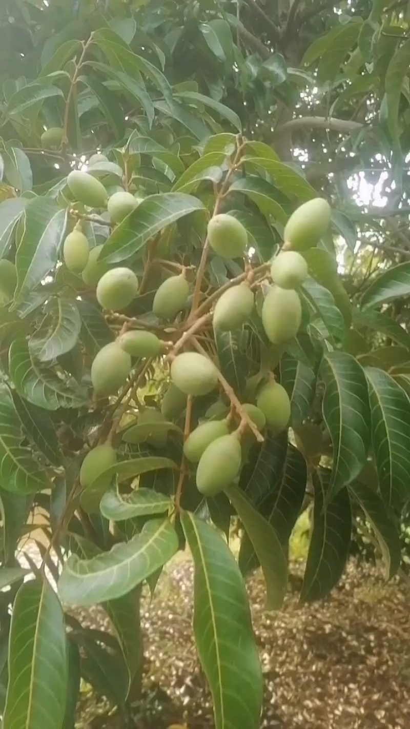 新鲜青橄榄