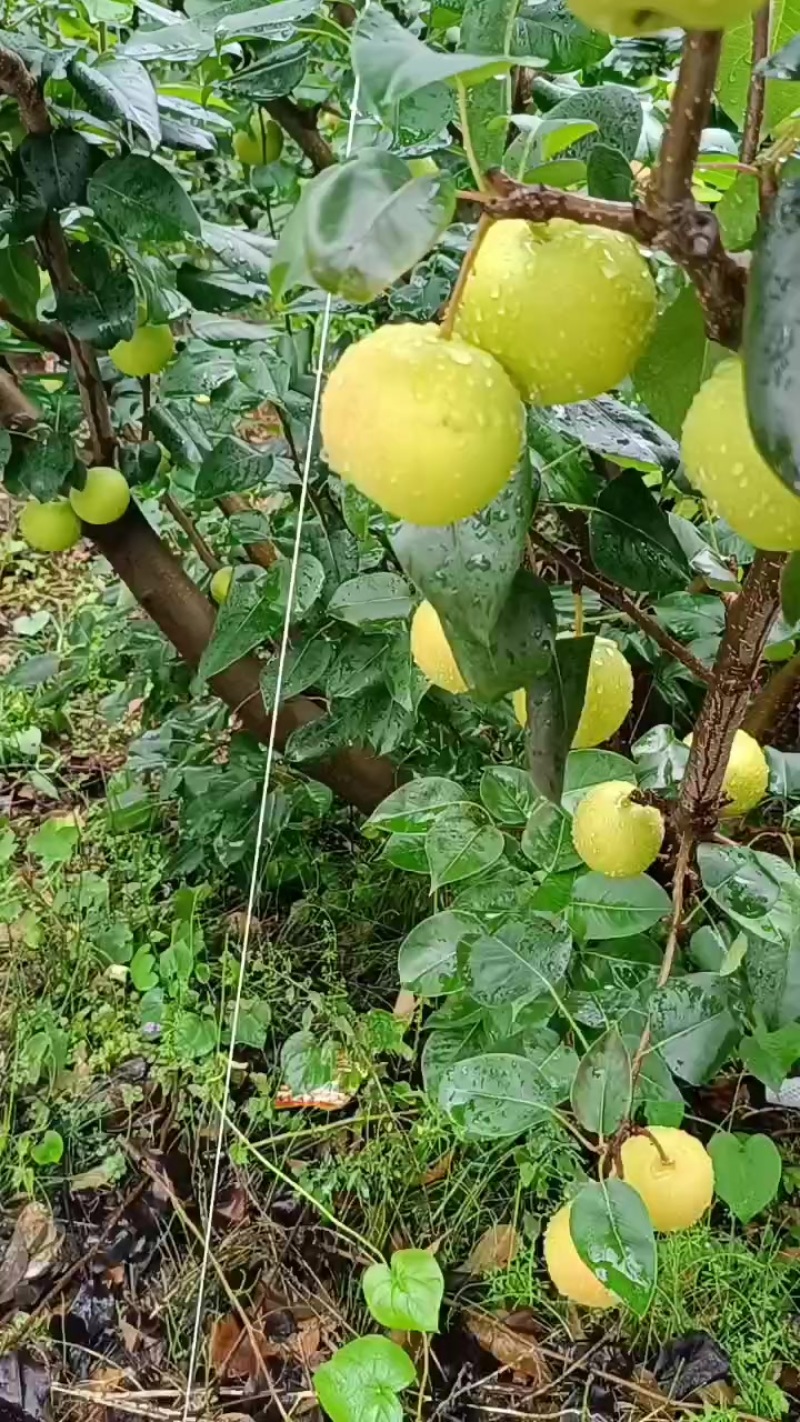 四川攀枝花小蜜梨，丁香梨!（量大价格还能谈）