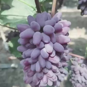 茉莉香葡萄，大量上市