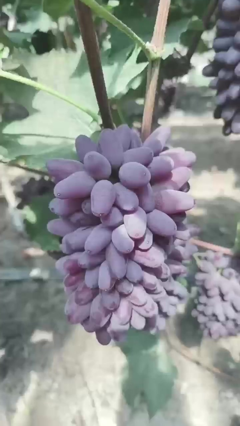 茉莉香葡萄，大量上市