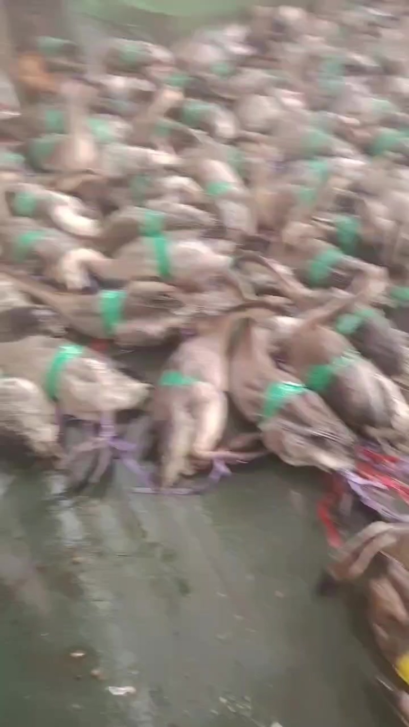 广东佛山黑棕鹅三鸟批发