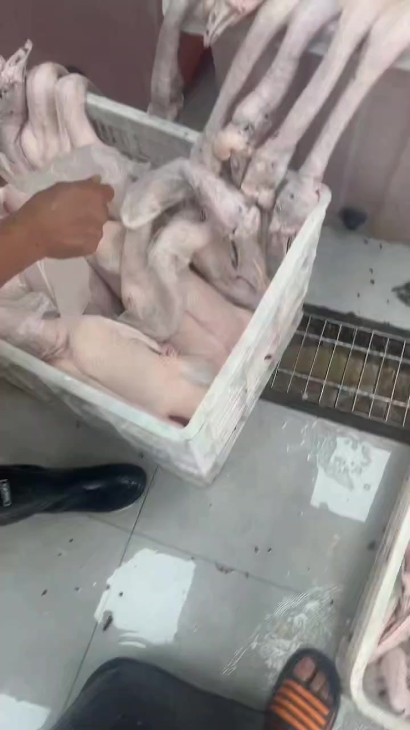广东佛山黑棕鹅三鸟批发