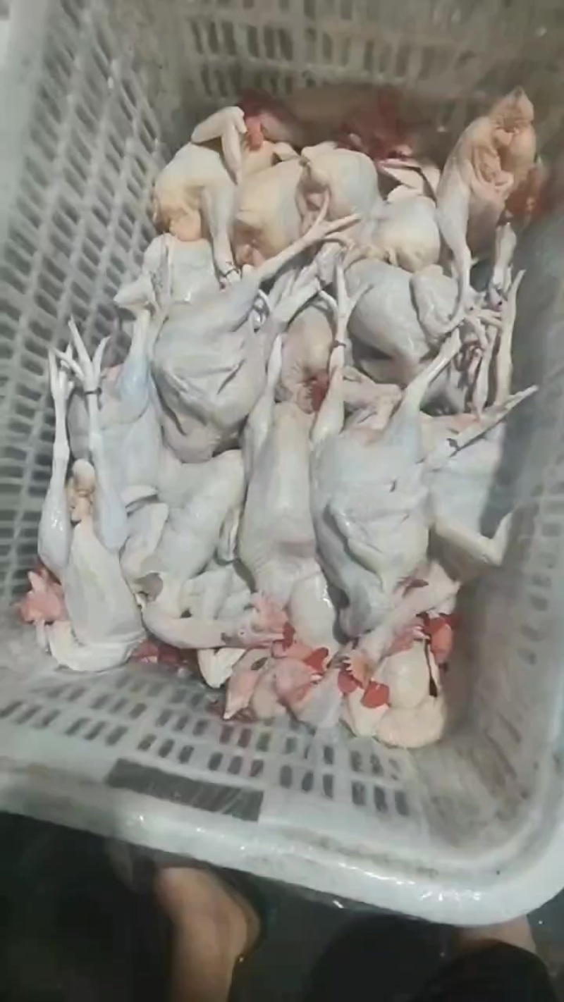 广东佛山黑棕鹅三鸟批发