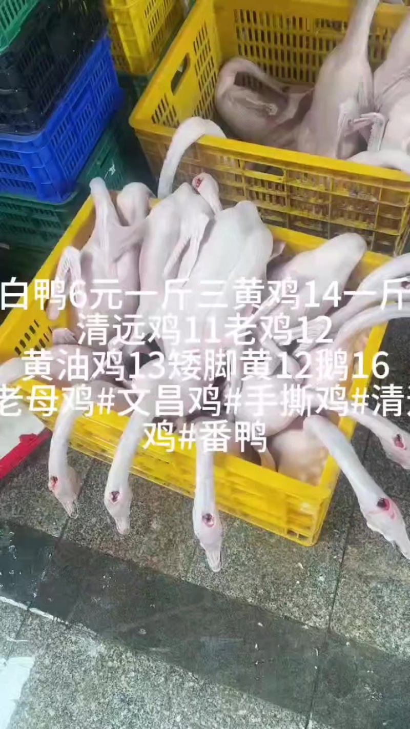 广东佛山黑棕鹅三鸟批发
