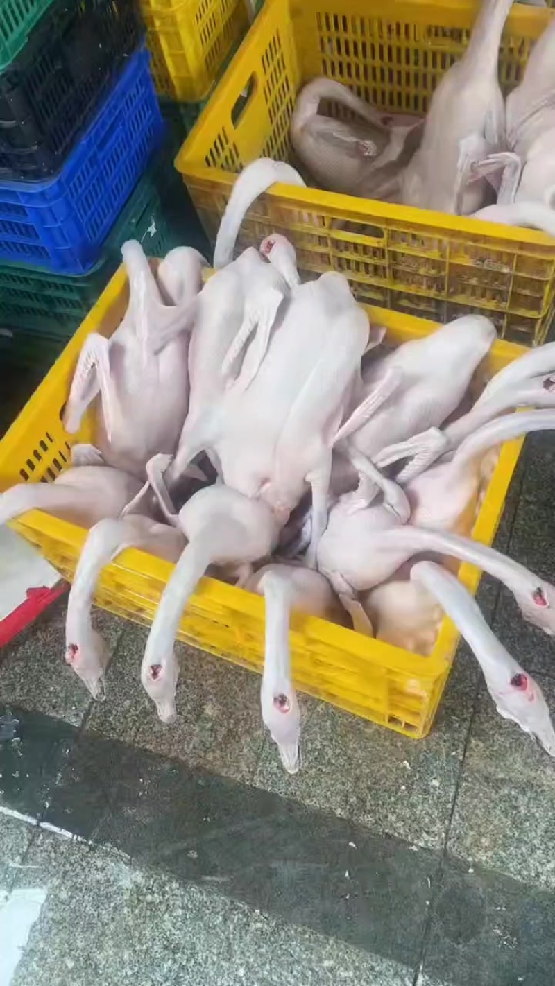 广东佛山黑棕鹅三鸟批发