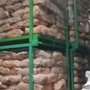 猪肺100吨