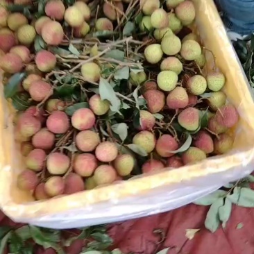 桂味荔枝，果园现摘直发，大量上市