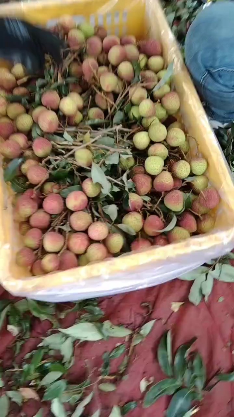 桂味荔枝，果园现摘直发，大量上市