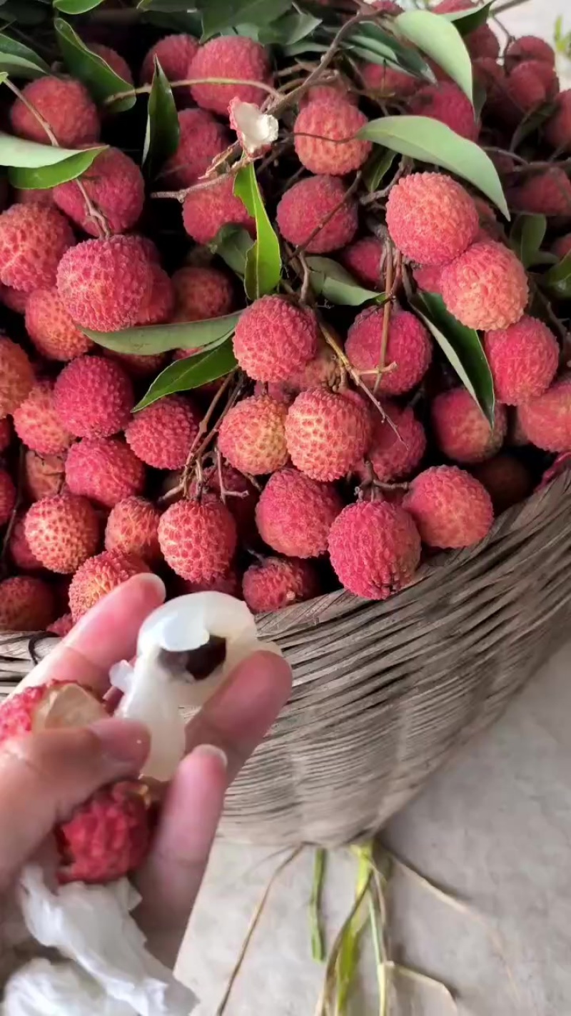 桂味荔枝，果园现摘直发，大量上市