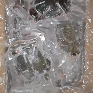 甲鱼