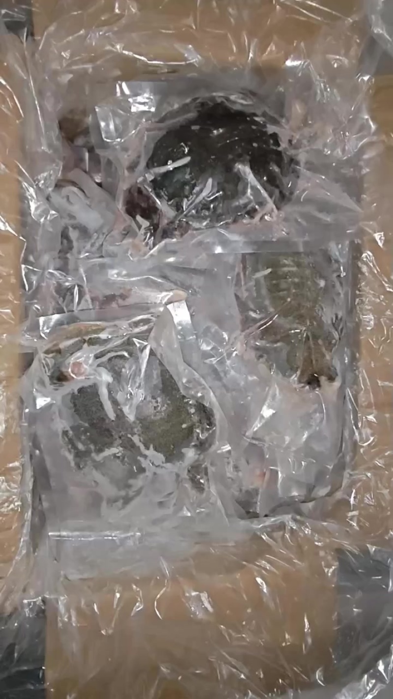 甲鱼