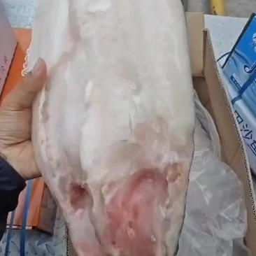 巴沙鱼