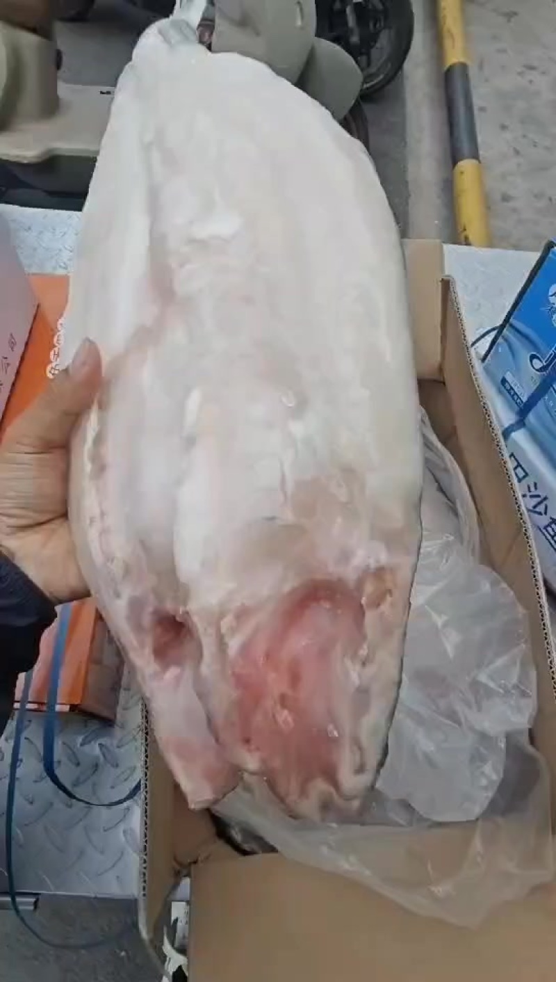 巴沙鱼