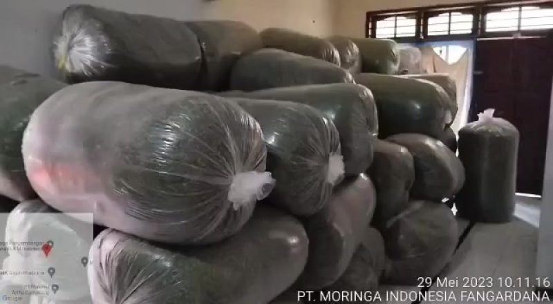印尼辣木叶