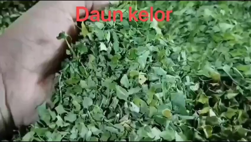 印尼辣木叶