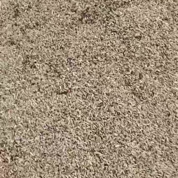 黑水虻活虫，冰鲜虫，蒸煮虫，低温烘干虫
