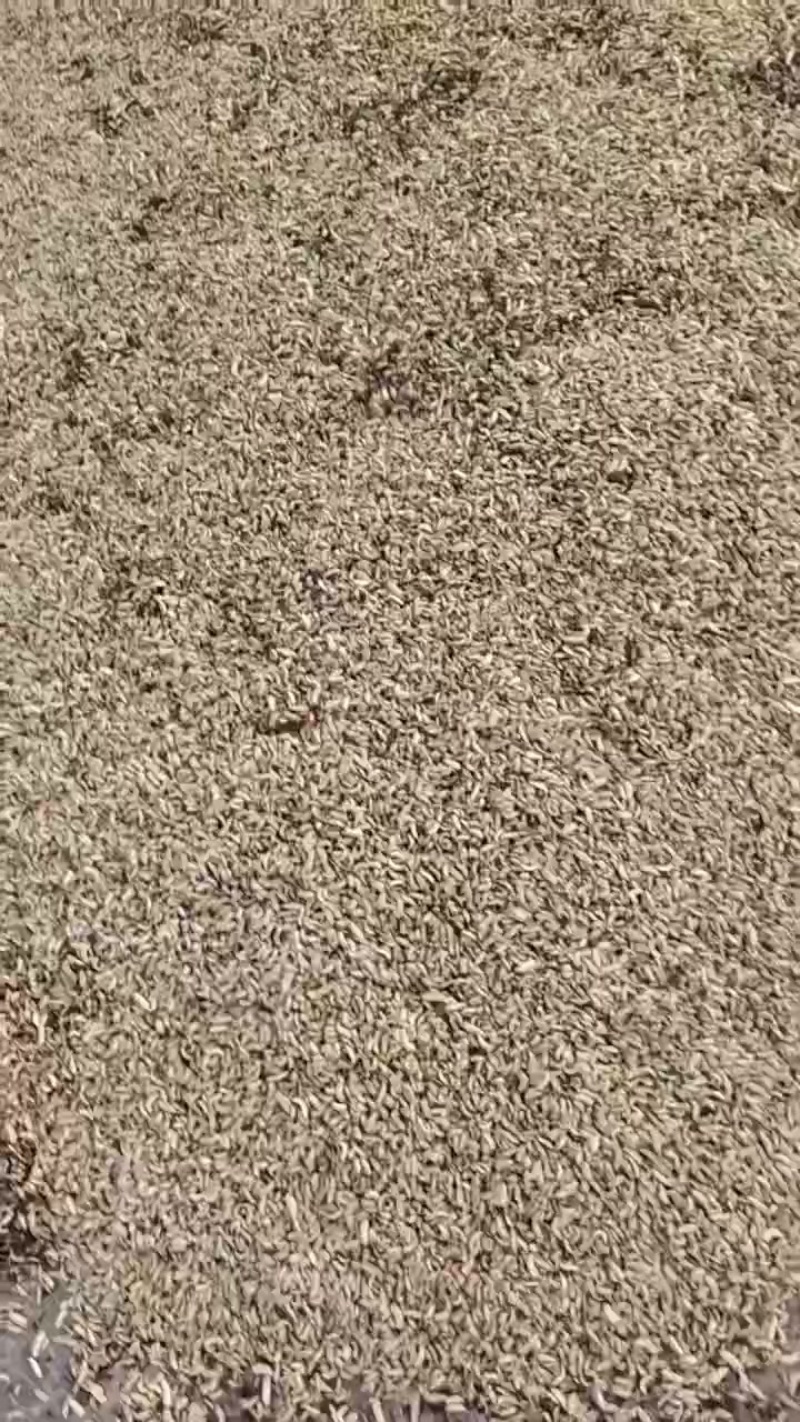 黑水虻活虫，冰鲜虫，蒸煮虫，低温烘干虫