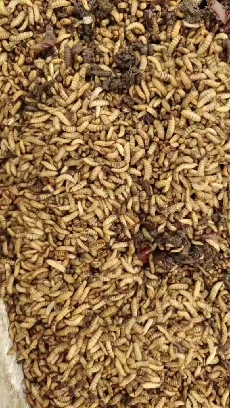 黑水虻活虫，冰鲜虫，蒸煮虫，低温烘干虫