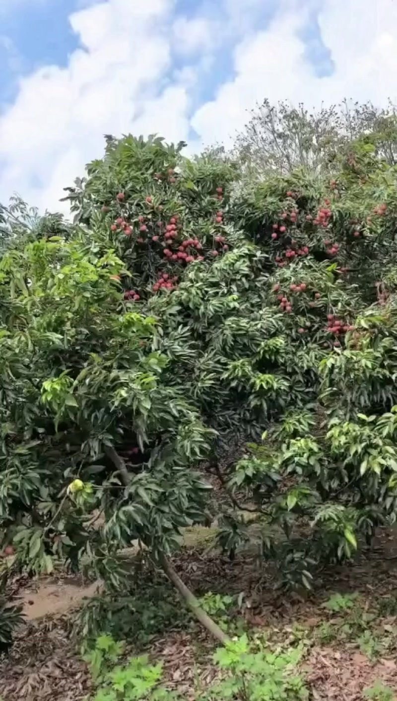正宗小核桂味清甜无渣，低价抹泪甩卖批发