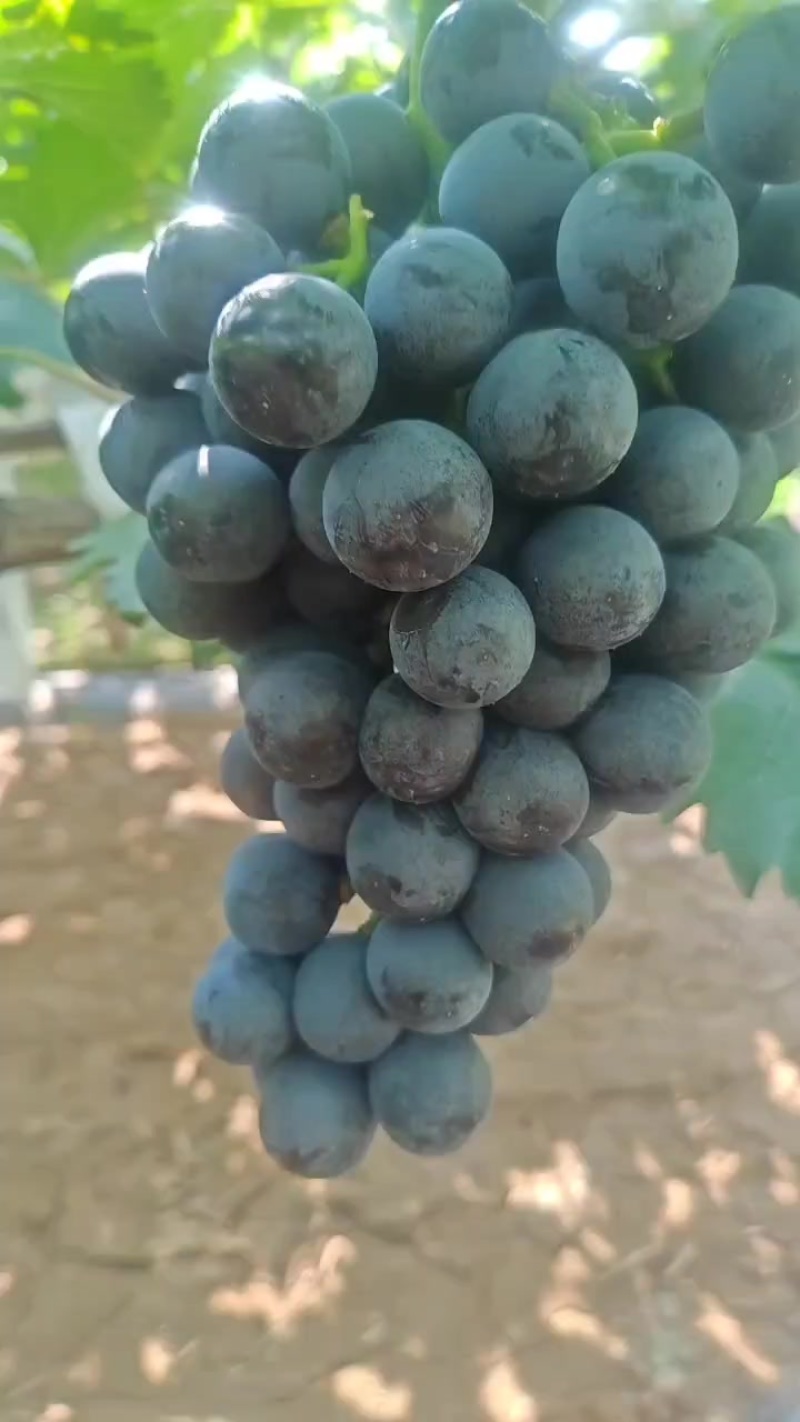 南太湖葡萄