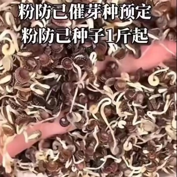 催芽防己