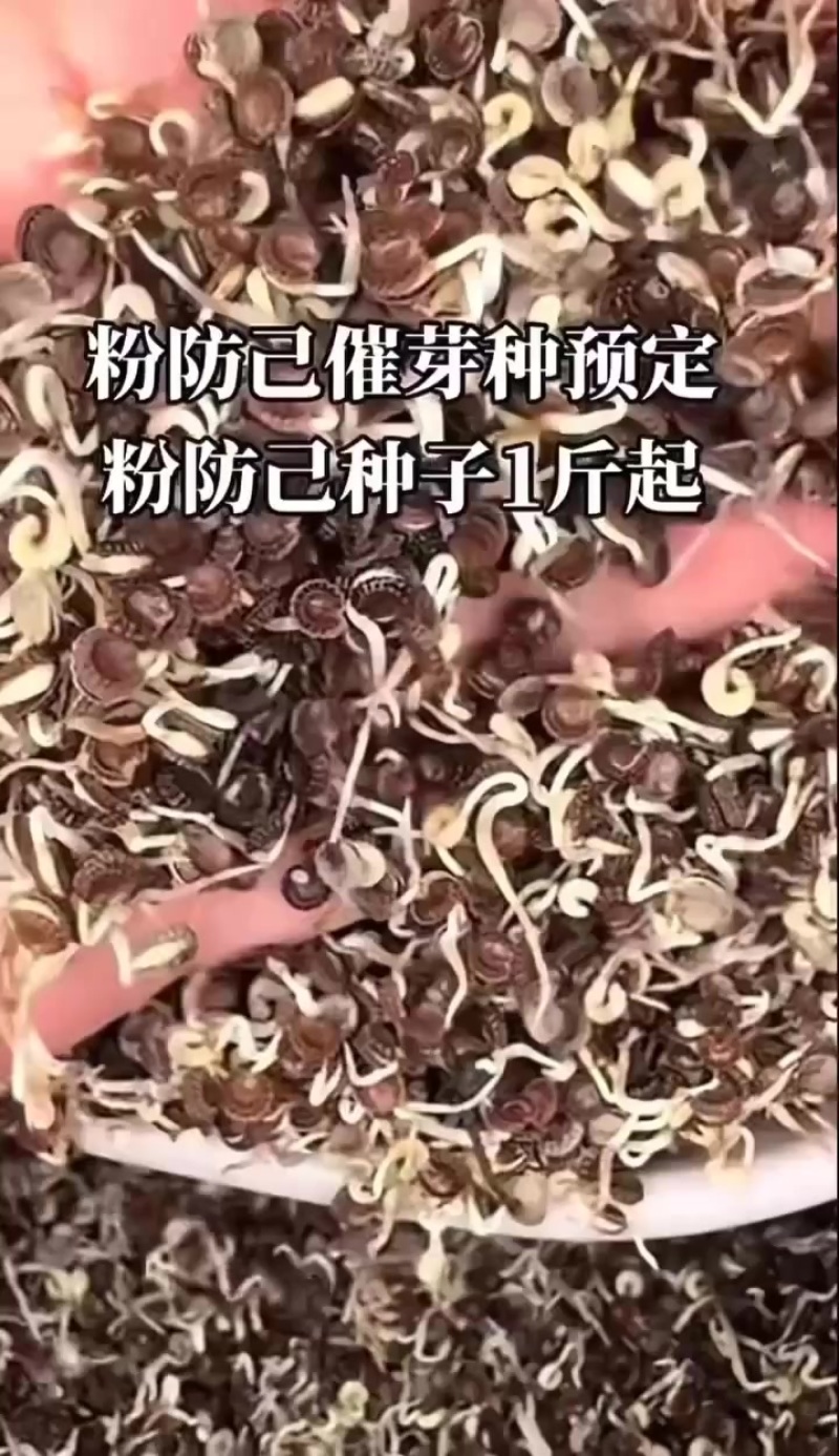催芽防己