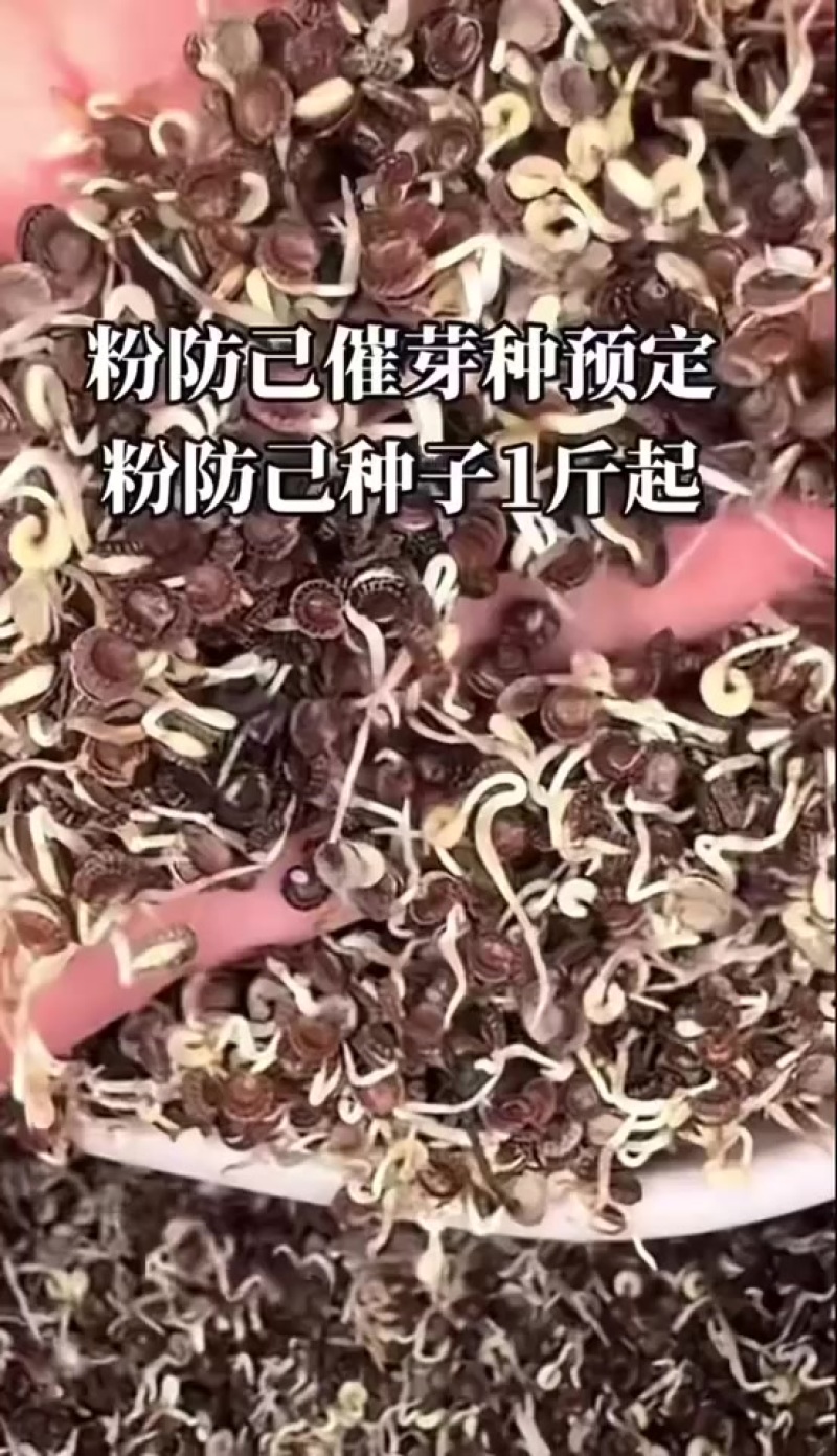 催芽防己