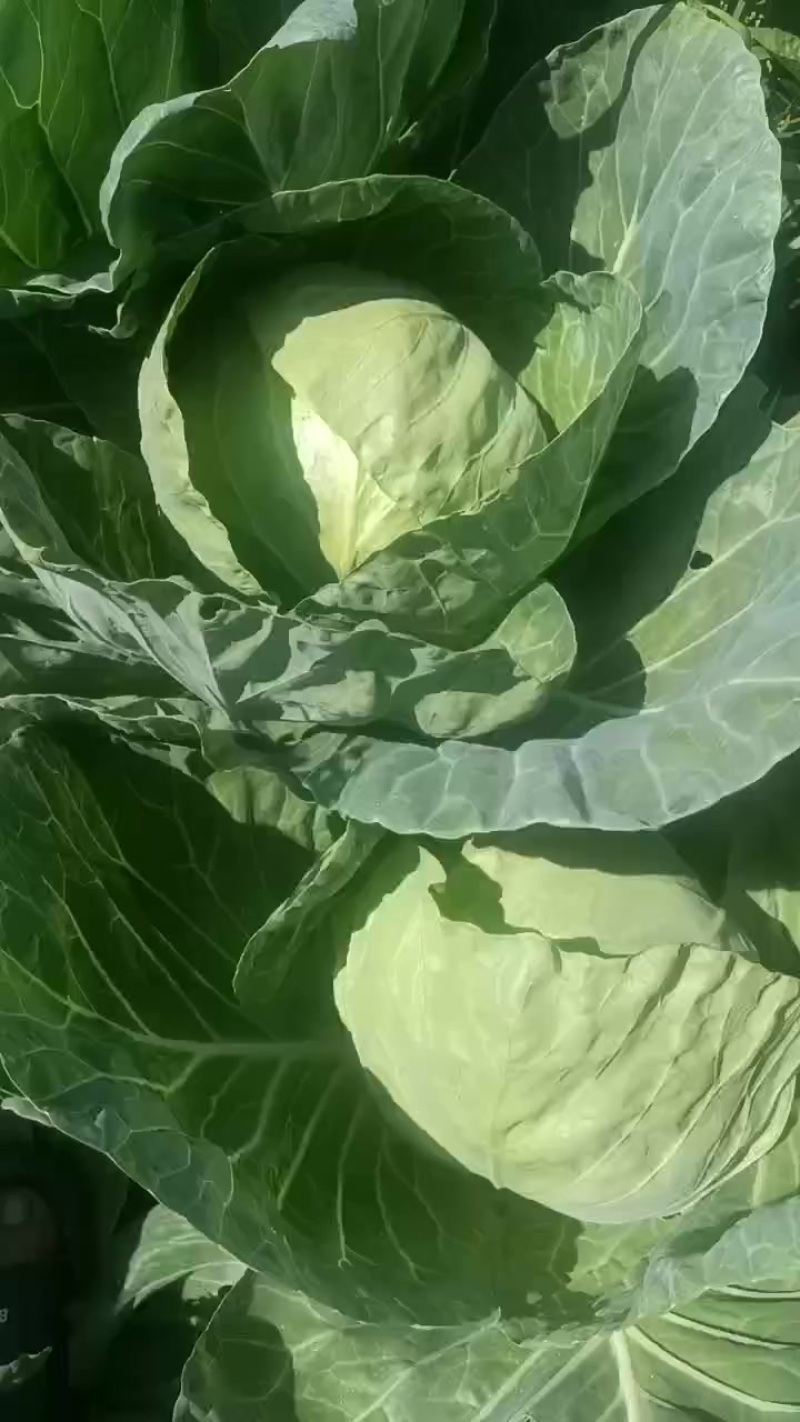 便宜处理