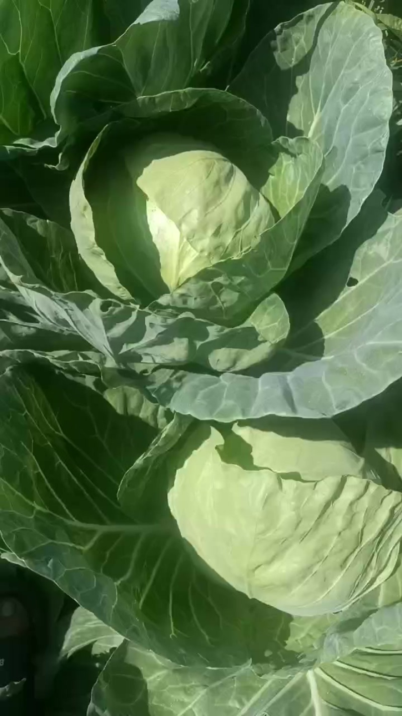 便宜处理