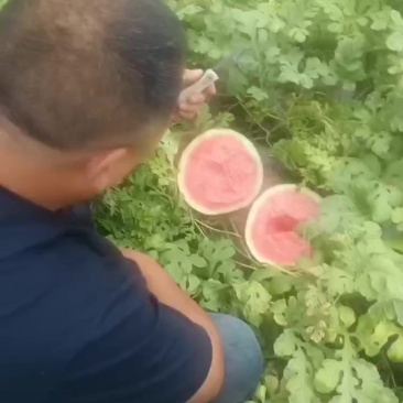 头茬美都西瓜